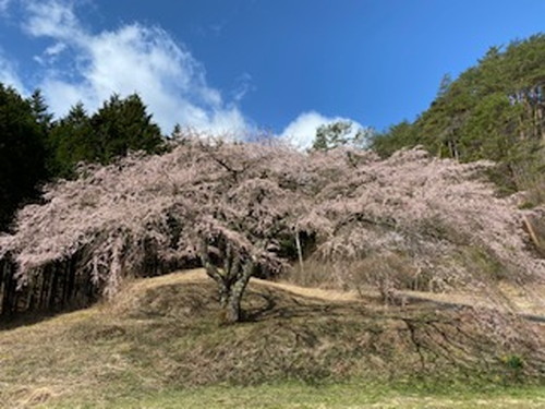 福美桜422.jpg