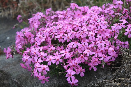 0425芝桜1.jpg