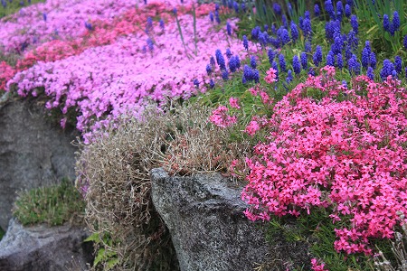 0425芝桜2.jpg