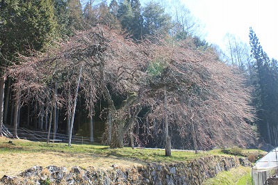 190416shohei.jpg