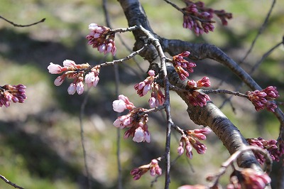 190416soheitusbomi2.jpg