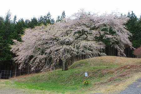 190429fukumi.jpg