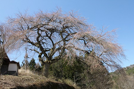 410与助の桜.jpg