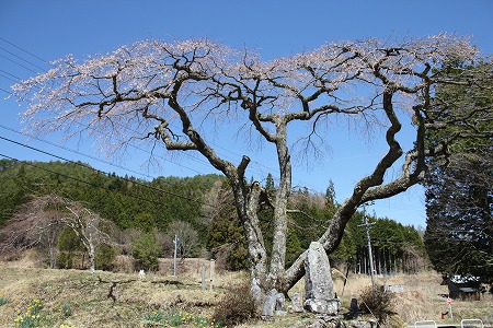 410大入りの桜.jpg