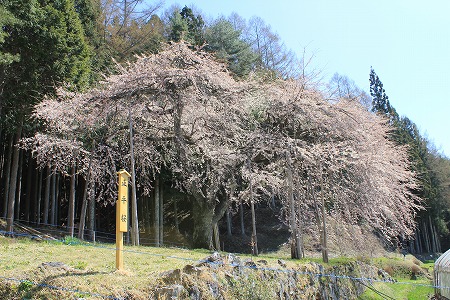 410正平桜.jpg