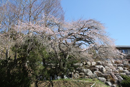 410神重桜.jpg