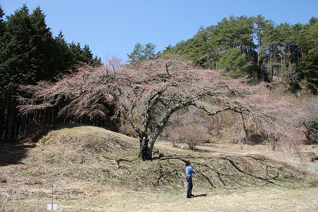 410福美桜.jpg