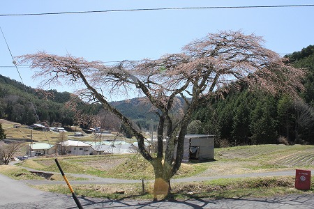 410銀一桜.jpg