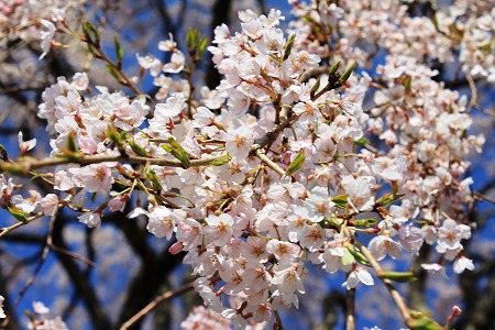 420宝蔵寺　枝.jpg